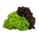 Genting Garden Mixed Coral Lettuce 100g