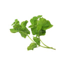 Genting Garden Apple Mint Leaves 10g