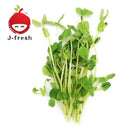 JMG Tomyo Sprout (JPN) 200g