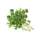 Green Growers Coriander (MYS) 50g