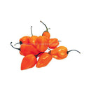 Habanero Peppers 120g